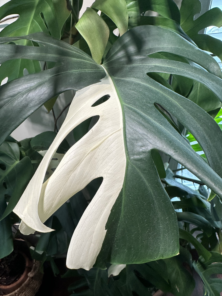 Monstera Albo leaf with half-moon white and green variegation