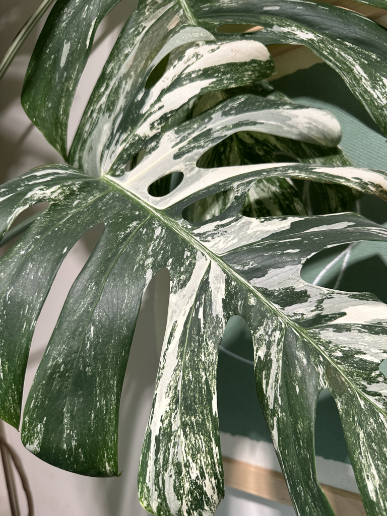 Monstera Thai Constellation leaf with cream speckled variegation