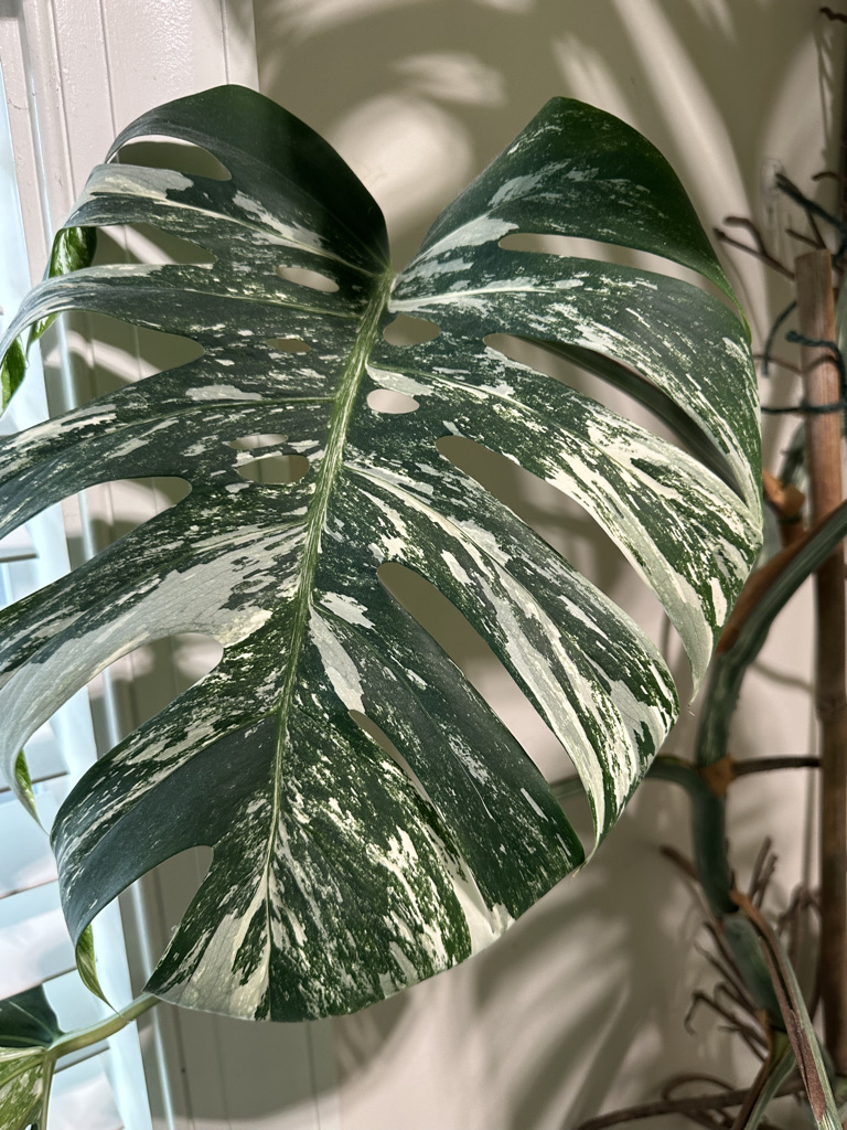 Monstera Thai Constellation leaf against a sunlit window