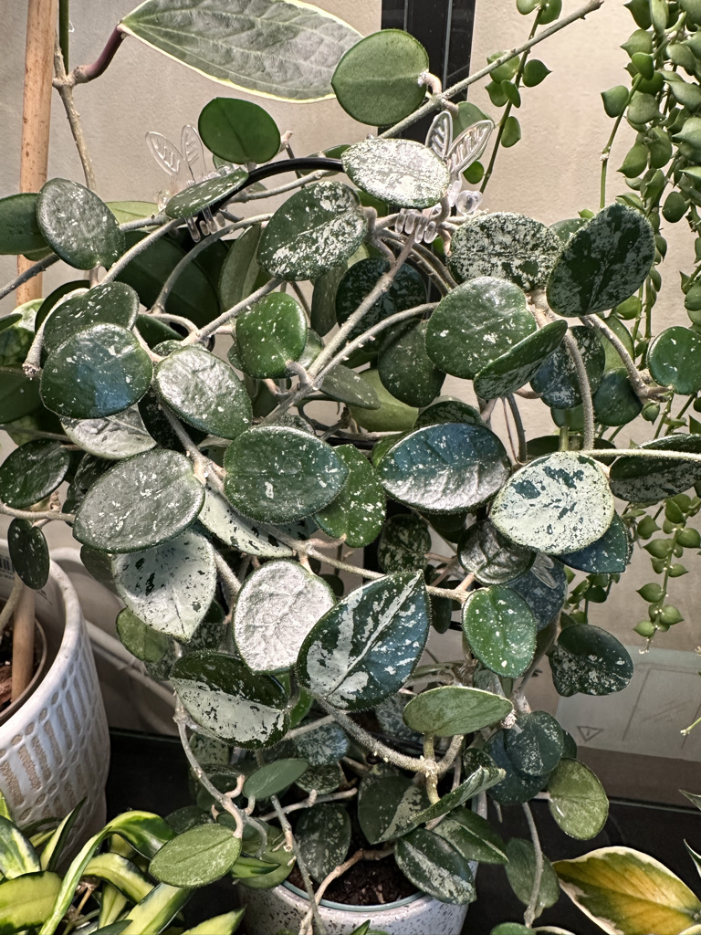 Hoya Mathilde with silver speckled trailing leaves