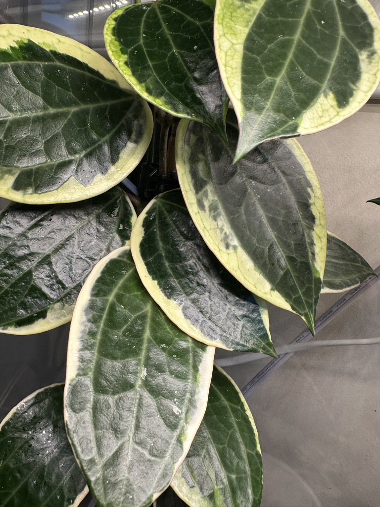 Variegated Hoya latifolia macrophylla with cream-edged leaves